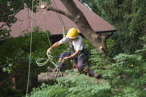 Best Storm Damage Tree Cleanup  in Washington, NJ