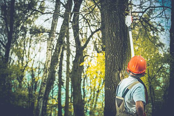 Best Tree Disease Treatment  in Washington, NJ